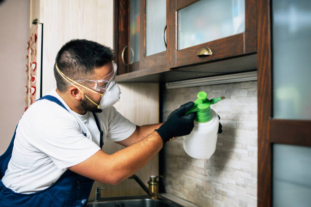 Wasp Removal Services in Cheboygan, MI