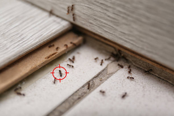 Best Commercial Pest Control Services  in Cheboygan, MI