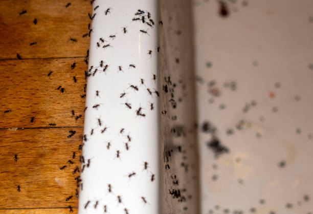 Best Affordable Pest Control Services  in Cheboygan, MI