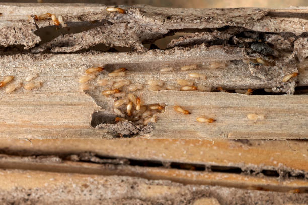 Best Pest Control for Homes  in Cheboygan, MI